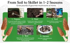 Grow Kit Morel Mushrooms – Organic Morel Mushroom Growing Kit
