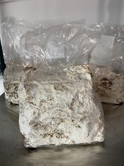 4.5 Lbs Lions Mane Mushroom Fruiting Blocks