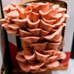 Back to the Roots Organic Pink Mushroom Grow Kit, Harvest Gourmet Mushrooms I…