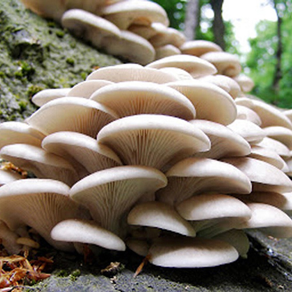 Branched Oyster Mushroom Liquid Fungi Live Culture Syringe 10ml