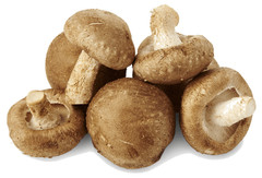 Shiitake Liquid Culture – 12cc Syringe – 5 Pack – Chefs Mushrooms