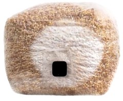 North Spore 3lb ORGANIC Sterilized Grain Bag with Injection Port Wheat & Millet