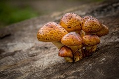 Chestnut Mushroom (Pholiota Adiposa) Culture Plate