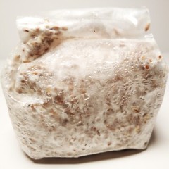 Branched Oyster Mushroom Grain Spawn (1 pound)