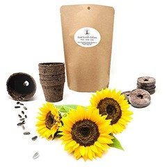Dwarf Sunflower Seeds for Planting Grow Kit – Seeds – Peat Pots – Soil Pods!
