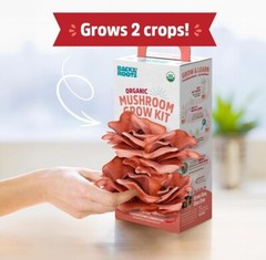 Back To The Roots Organic Pink Oyster Mushroom Grow Kit Harvest Gourmet Fungi