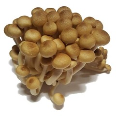 Brown Beech Mushroom Liquid Fungi Live Culture Syringe 10ml