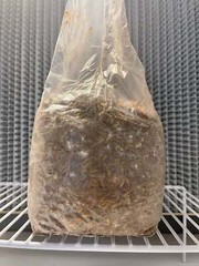 5lb Sawdust/Grain Spawn Mix
