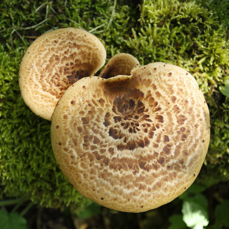 Pheasant Back Mushroom cultures (Polyporus squamosus) Liquid Culture