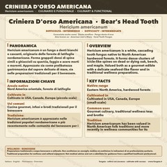 Bear Head Liquid Culture Mushroom Hericium Abietis Mycelium Live 10ml