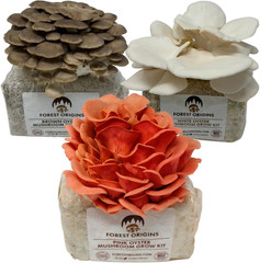 Specialty Trio Oyster Mushroom Grow Kit 3-Pack Variety – Beginner Friendly & Eas