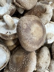 4 x 19, Mushroom Growing Bags Mycelium Seeds Substrate Bag Gas Exchange 100 Bags