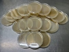 10 Pre-poured Sterile Malt Extract Agar Plates – 100mm Mycology 