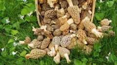 Seeds Mushroom Morel Conical Mycelium Spawn Grow Kit Dried Spores Organic