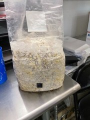 MycoHaus 16 Pack All in One 5 LB Rye & Compost Mushroom Substrate Spawn Grow Kit