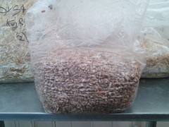 Mushroom Grow Bag 3.5lb Steralized Grain Spawn