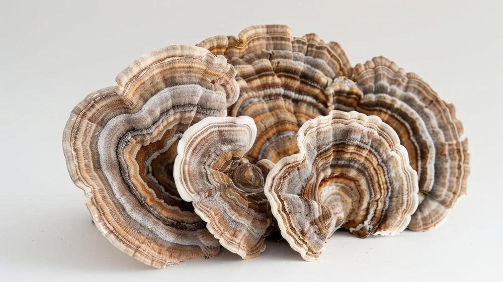 Organic Turkey Tail Mushroom Powder – Polyporus Vesicolor Yun Zhi – 50g