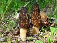 Seeds Mushroom Morel Conical Mycelium Spawn Grow Kit Dried Spores Organic
