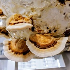 Turkey Tail Mushroom liquid culture. Trametes versicolor