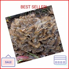 100 Hen of The Woods Mushroom Plug Spawn to Grow Gourmet Medicinal Mushrooms at