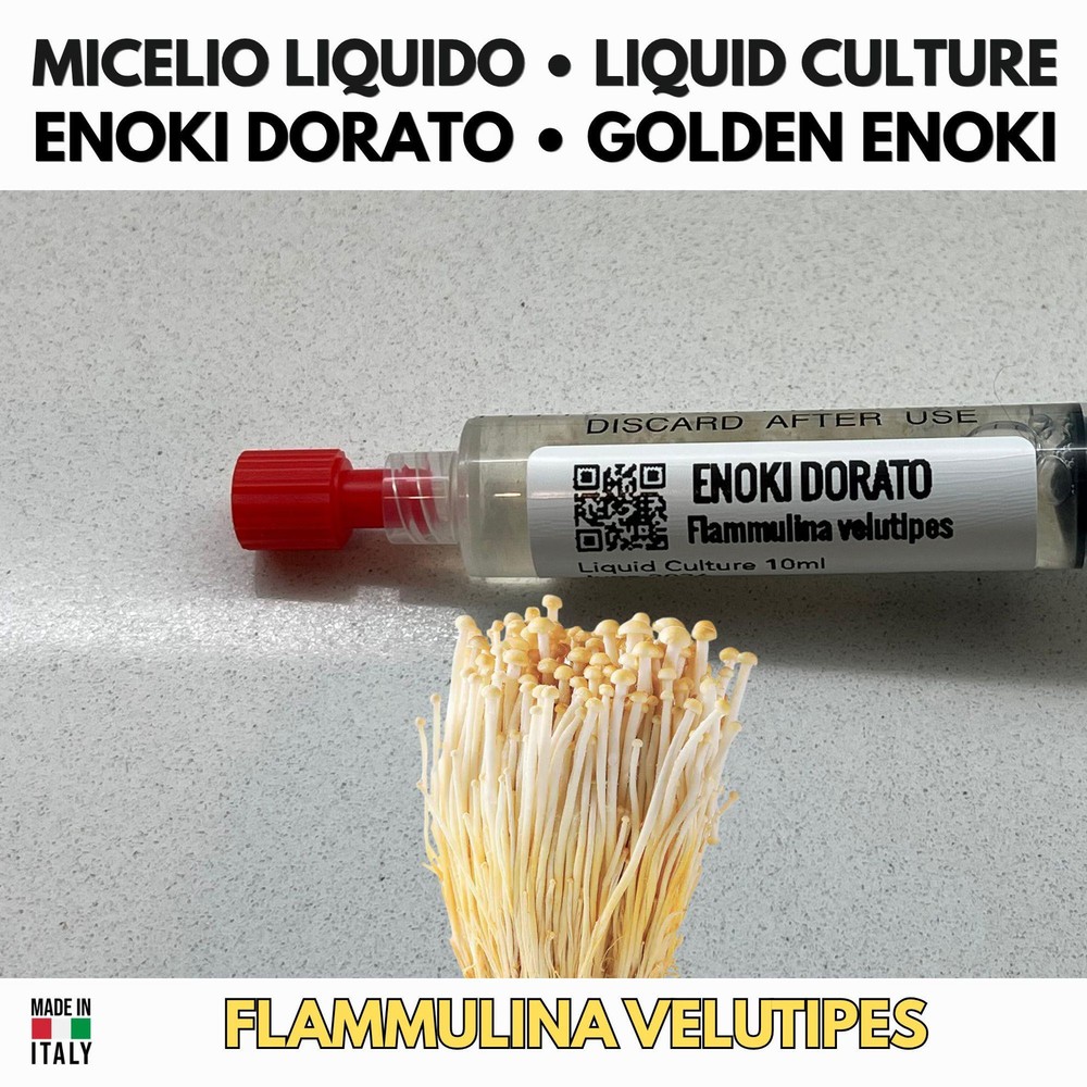 Enoki Golden Liquid Culture 10ml | Gourmet Culture for Mycology | Flammulina