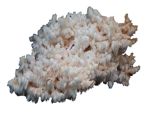 Bear’s Head Mushroom (Hericium Abietis) Mushroom Liquid Culture