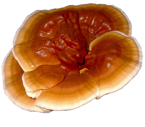 Reishi (Ganoderma lucidum) Liquid Culture