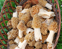 TRUE Morel Mushroom Grow Kit Grow Morel Mushrooms at Home and Garden