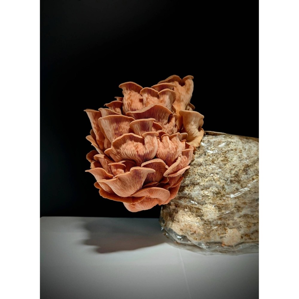 Salmon Pink Oyster Liquid Mushroom Culture P. salmoneostramineus