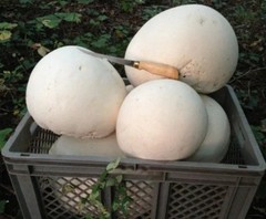 Giant Puffball Mushroom – Garden Grow Kit – Organic – Spores
