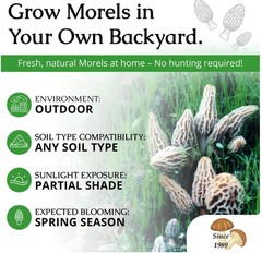 Grow Kit Morel Mushrooms – Organic Morel Mushroom Growing Kit