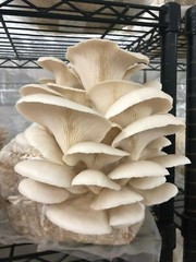 Mushroom Grow Unicorn Bags 14A .5 Micron Filter 8″x5″x19″ 2.2mil Polypropylene
