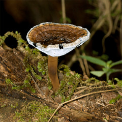 Red-Staining Polypore (Amauroderma rude) Liquid Culture