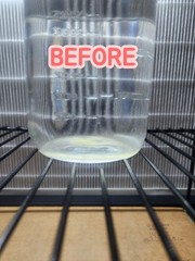 Mushroom Liquid Culture Nutrient BOOST (6 Syringes)