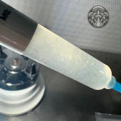 Mushroom Liquid Culture Syringe: King Oyster #4. 10ML