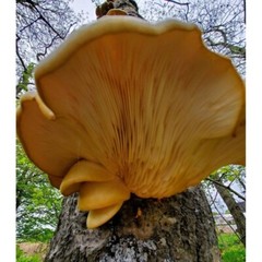 Aspen Oyster Pleurotus populinus Liquid Mushroom Culture
