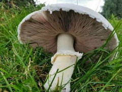 Seeds Mushroom Champignon GIANT Mycelium Spawn Dried Spores Organic Ukraine
