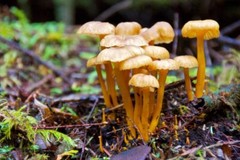 Funnel Chanterelle Yellow FT Mushroom Spores in Sawdust Bag Garden Grow Kit 5gal