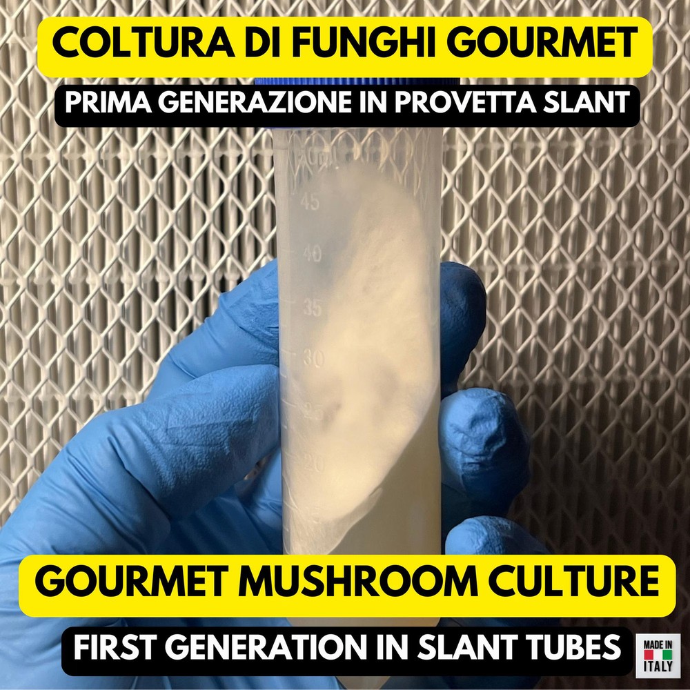 Cyclocybe Aegerita Poplar G1 Tube Agar Inclined Grow Gourmet Mushroom