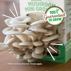 Organic Mini Mushroom Grow Kit, Harvest Gourmet Oyster Mushrooms in 10 Days, Top