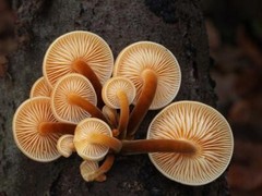 Seeds Honey Mushroom Winter Mycelium Spawn Dried Spores Organic