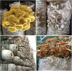 Mushroom Bags Grow Grain Substrate Mycelium Sealable Bag 50 Count 4″x3.5″x13″ A