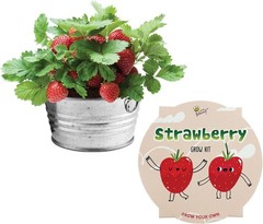 Seeds Strawberry Grow Kit – Basin Ceramic Planter – Complete Indoor/Outdoor G…