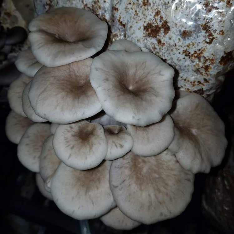 Tarragon Oyster Mushroom (Pleurotus eunosmus) Liquid Culture