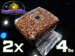 2x 4lb Sterilized Grain Bags