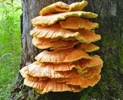 Chicken of the Woods Mushroom Grain Spawn (1 pound)