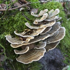 Turkey Tail (Trametes versicolor) Liquid Culture