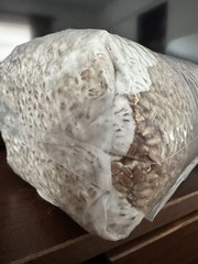 2 lb Sterile Rye Spawn Bag W Injection Port-mushroom Substrate