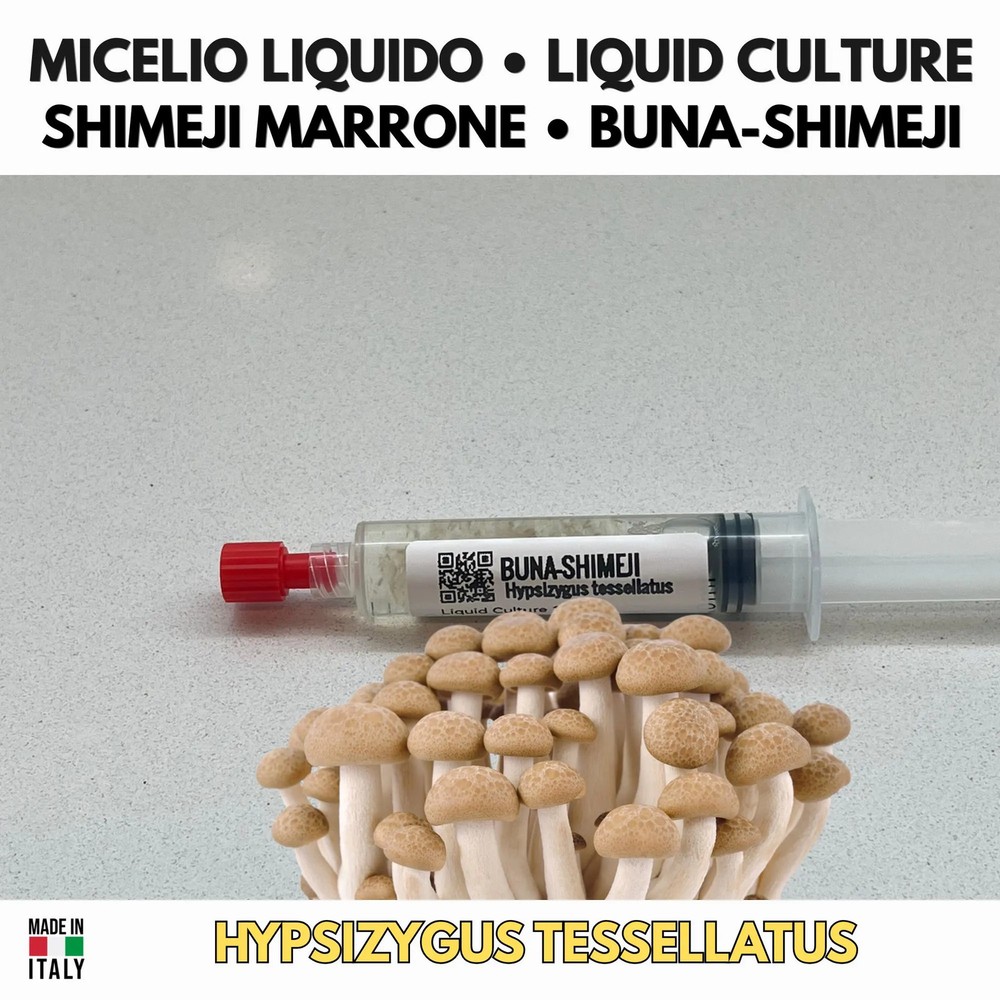 Hypsizygus tessellatus Shimeji Brown Liquid Grow Gourmet Mushroom
