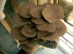 TWO Blocks Your Choice Mushroom Kit Multi-Pack!